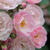 Roza - Park - grm vrtnice - Heavenly Pink®